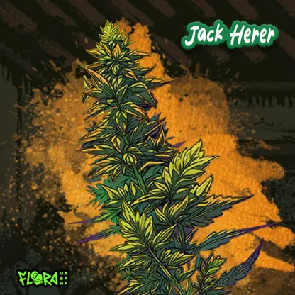 jack herer