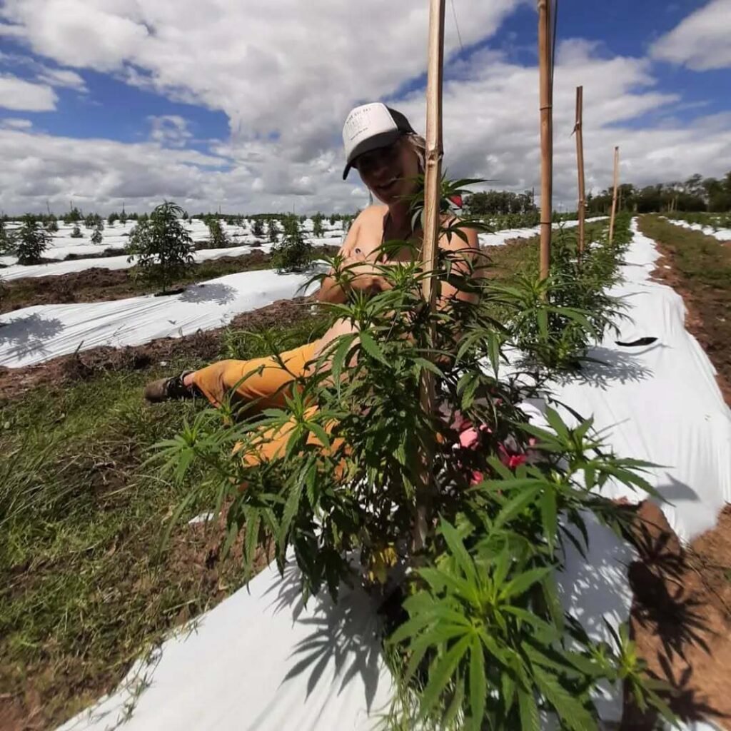 mercado da cannabis