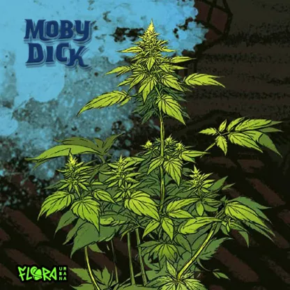moby dick
