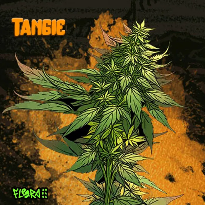 tangie
