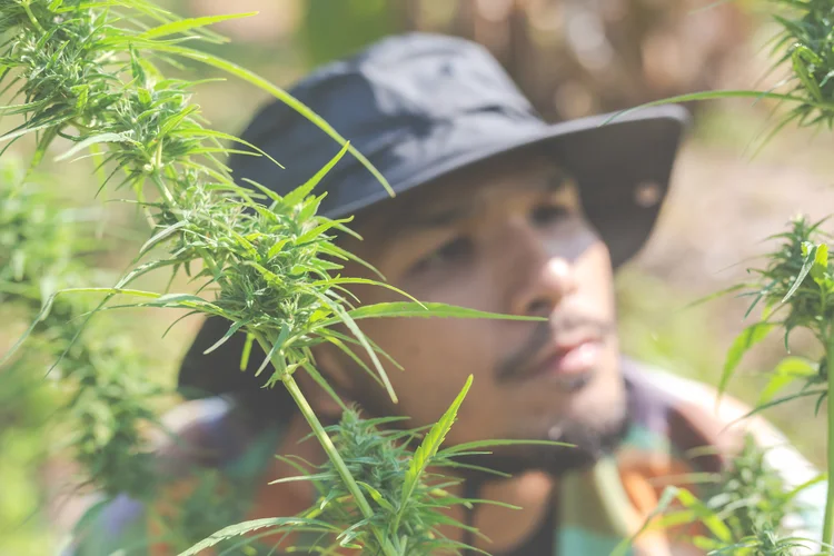 cultivo cannabis