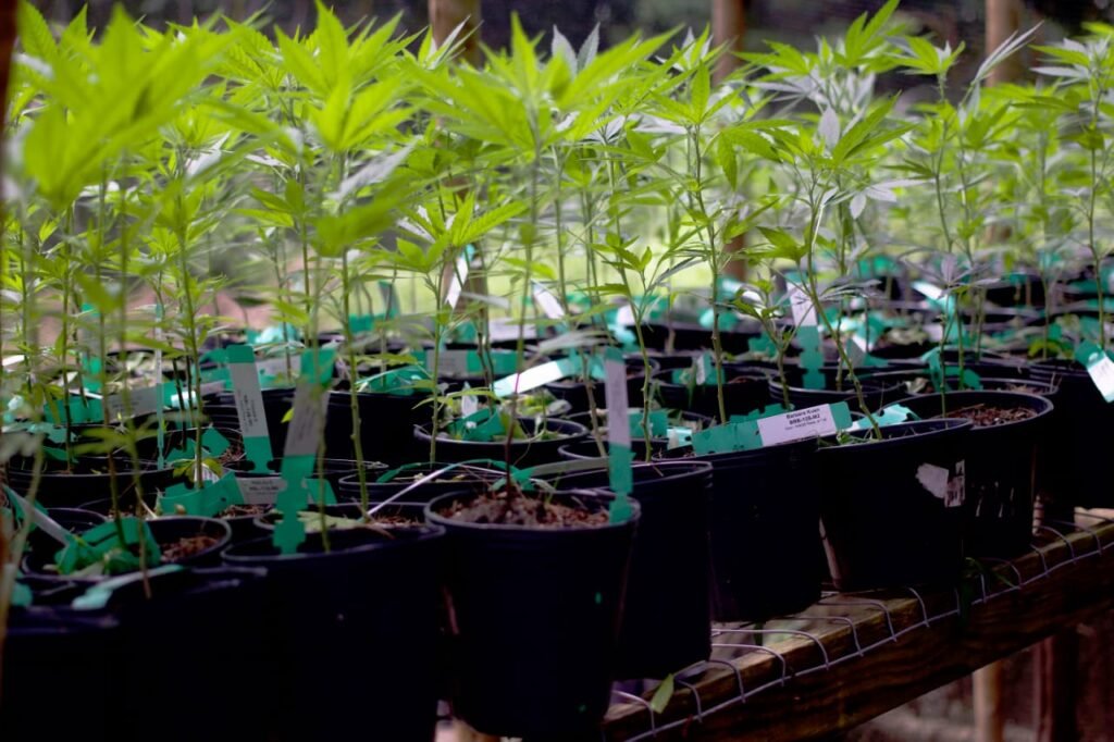 Regulamentação da cannabis no Brasil