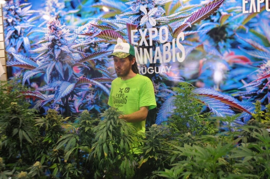 expocannabis uruguai
