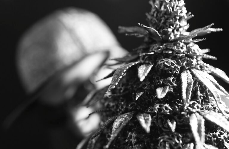 a planta professora ganja 3d