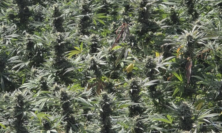 cultivo operação cannabusiness habeas corpus