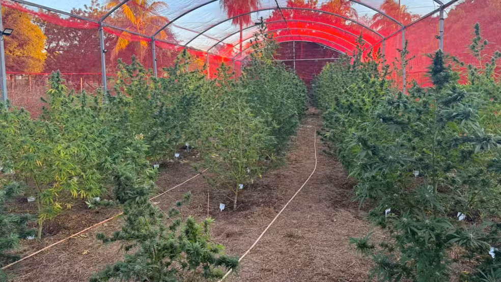 cultivo são josé do rio preto operação cannabusiness