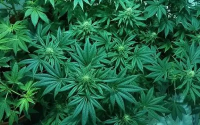 Quem tem medo do cultivo doméstico de Cannabis?
