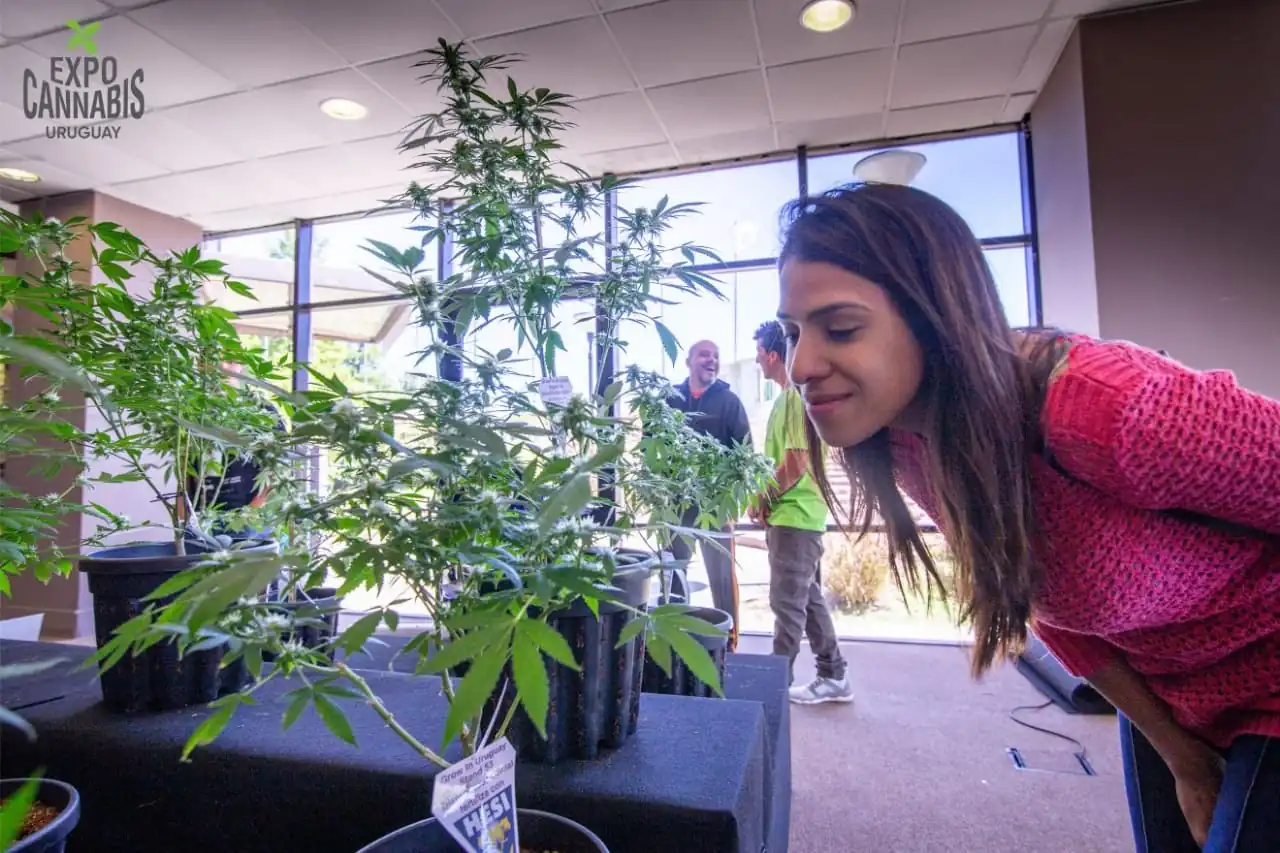 expo cannabis uruguay 2019