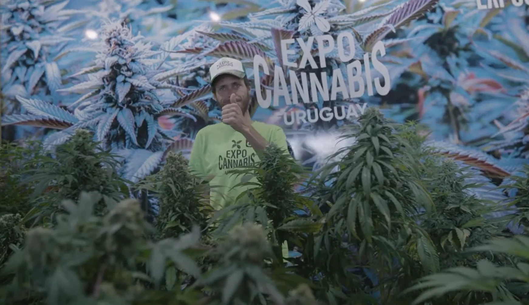 teaser expocannabis uruguai