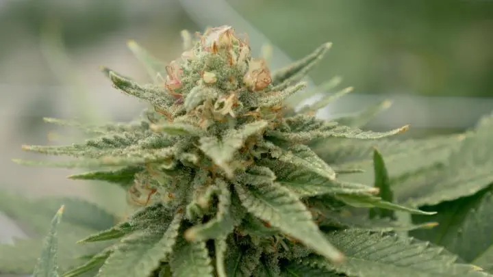 flor de cannabis