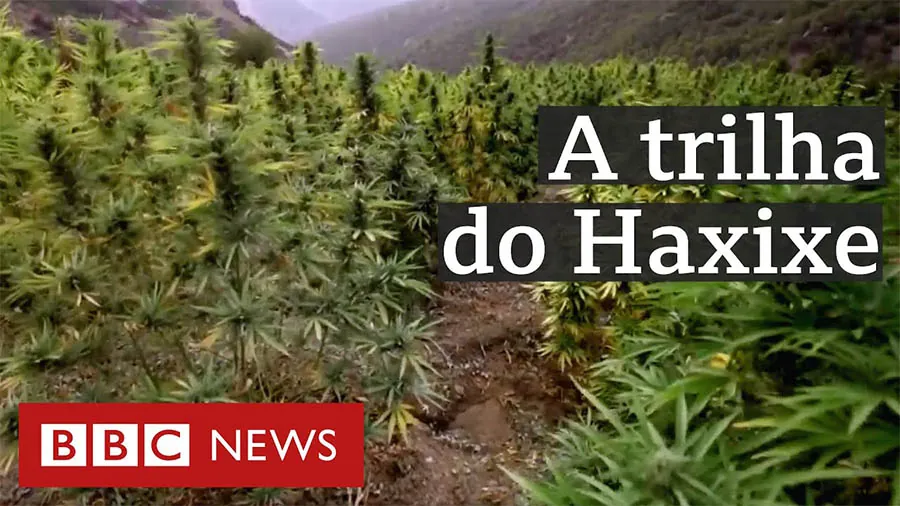 na trilha do haxixe