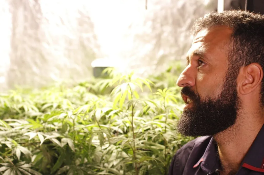 erik torquato pl 399 cultivo maconha