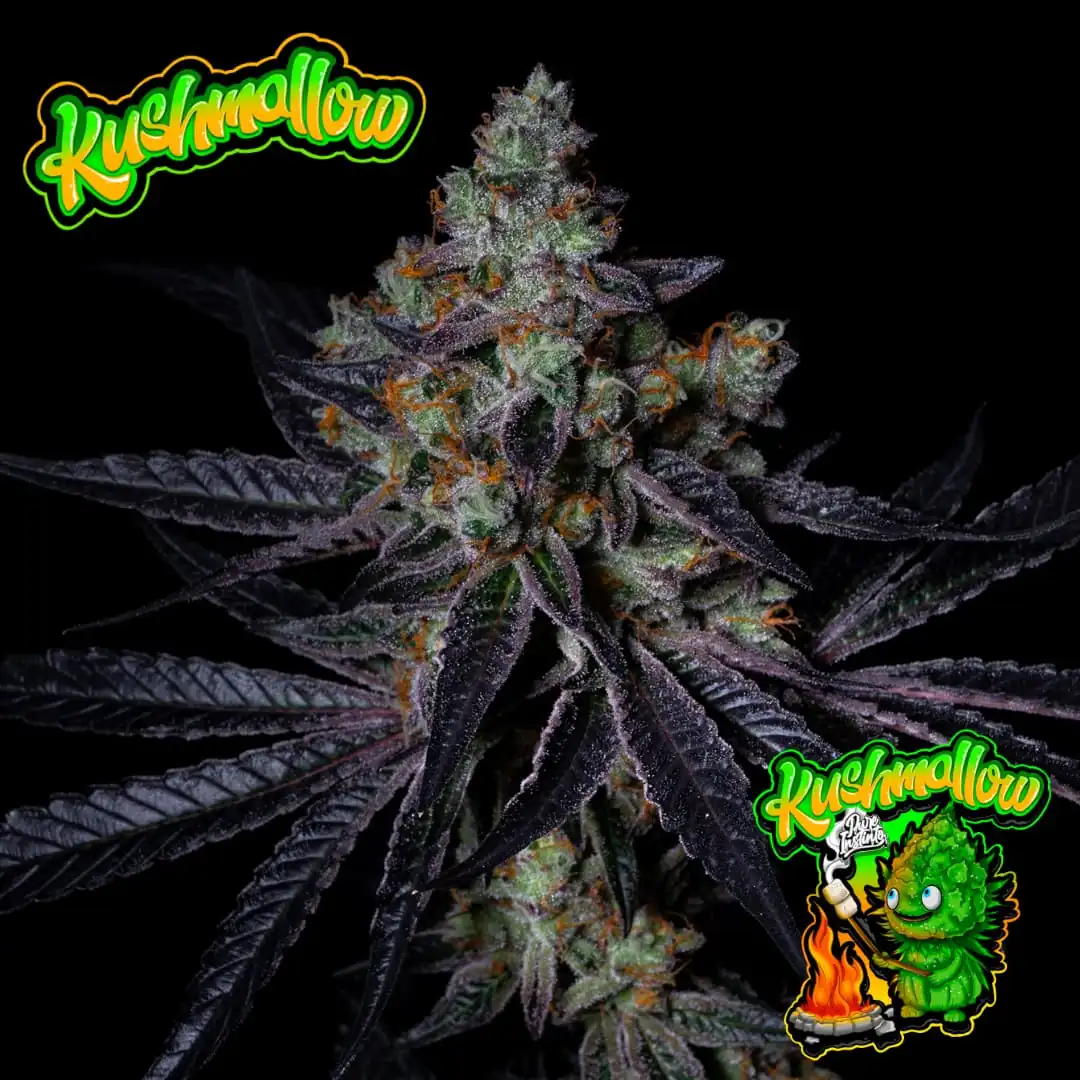 kushmallow