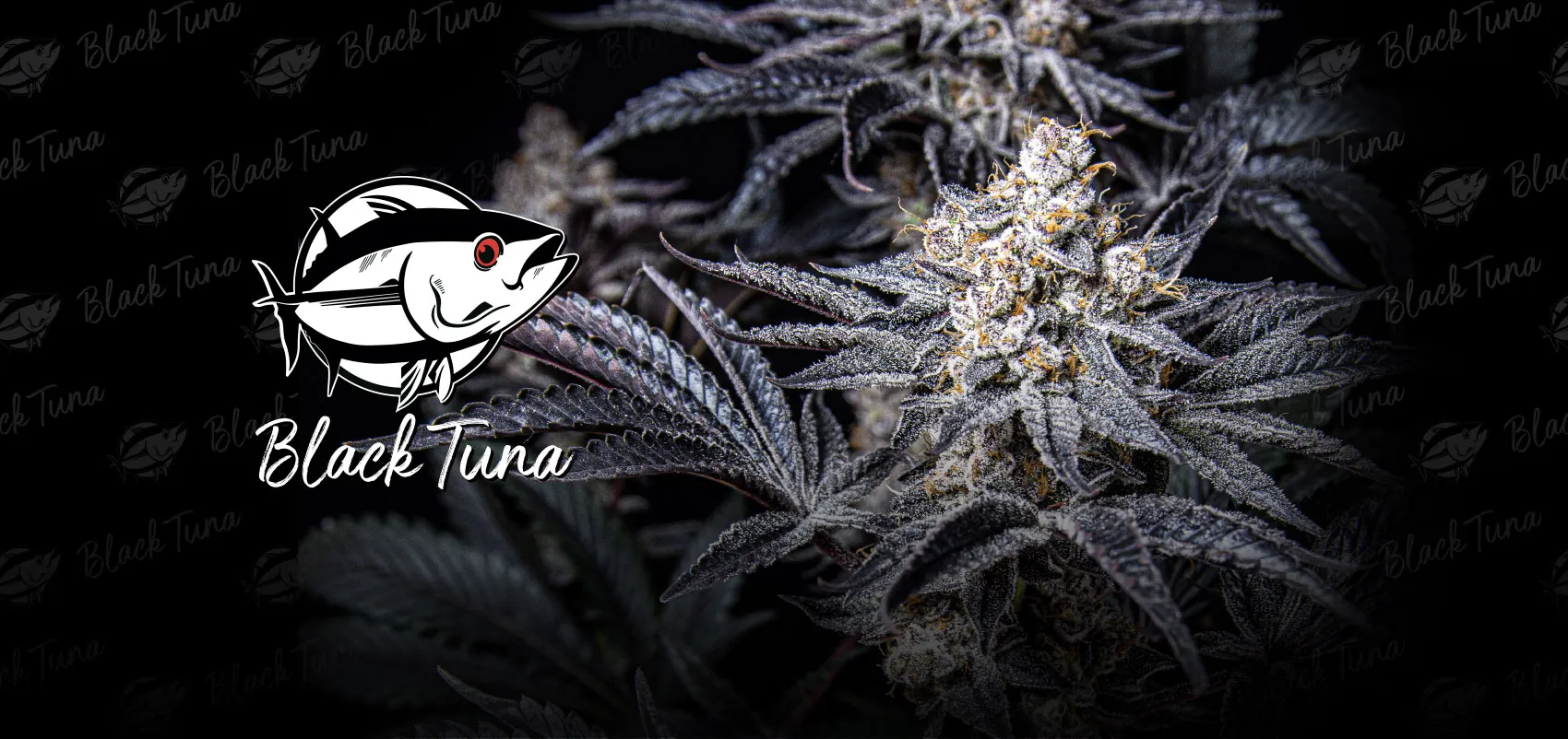 black tuna seeds açai