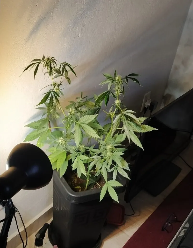 paciente ativista helen sampaio