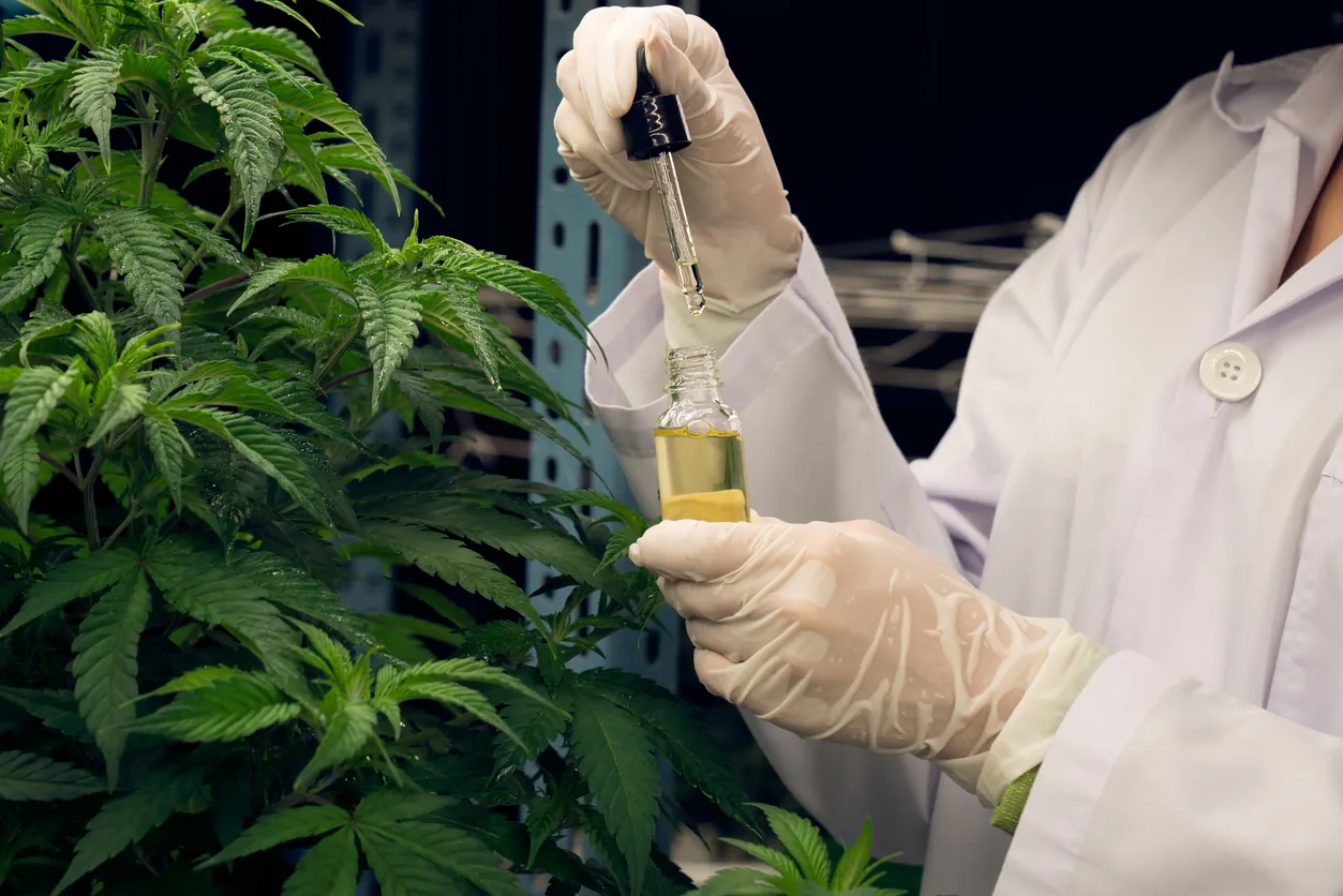 farmácia de manipulação rdc 1015 cannabis