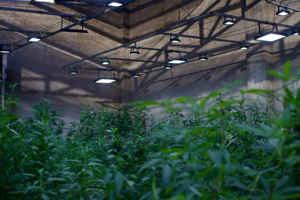 Cultivo de Cannabis Abecmed
