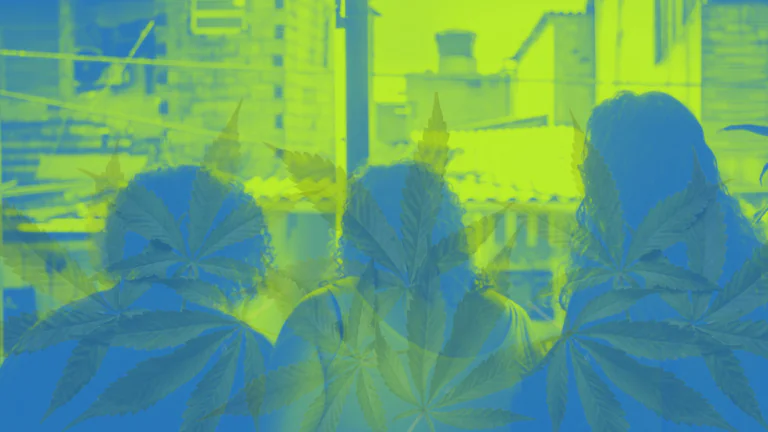Platadata Dez/2025 cannabis dor crônica