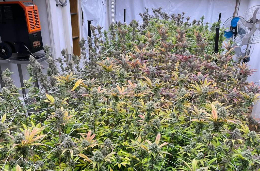 Cultivo em clube de cannabis no Uruguai