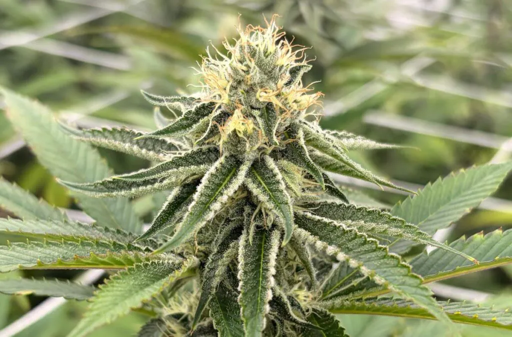 cultivo uruguai clube flor