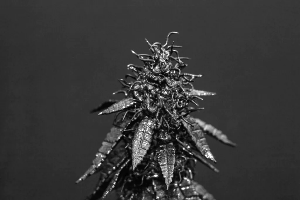 ganja 3d obra planta