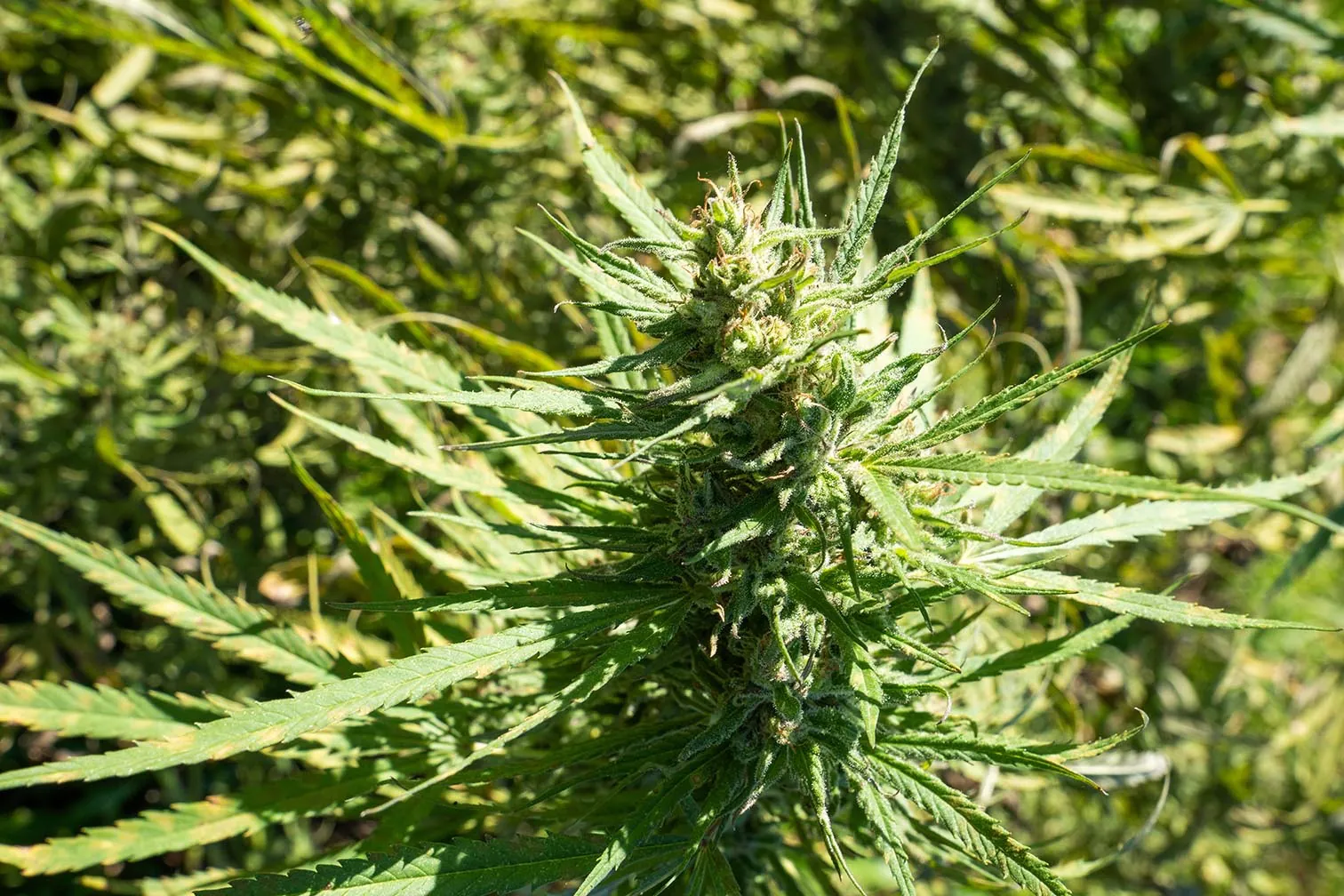 cannabis medicinal autocultivo marilene