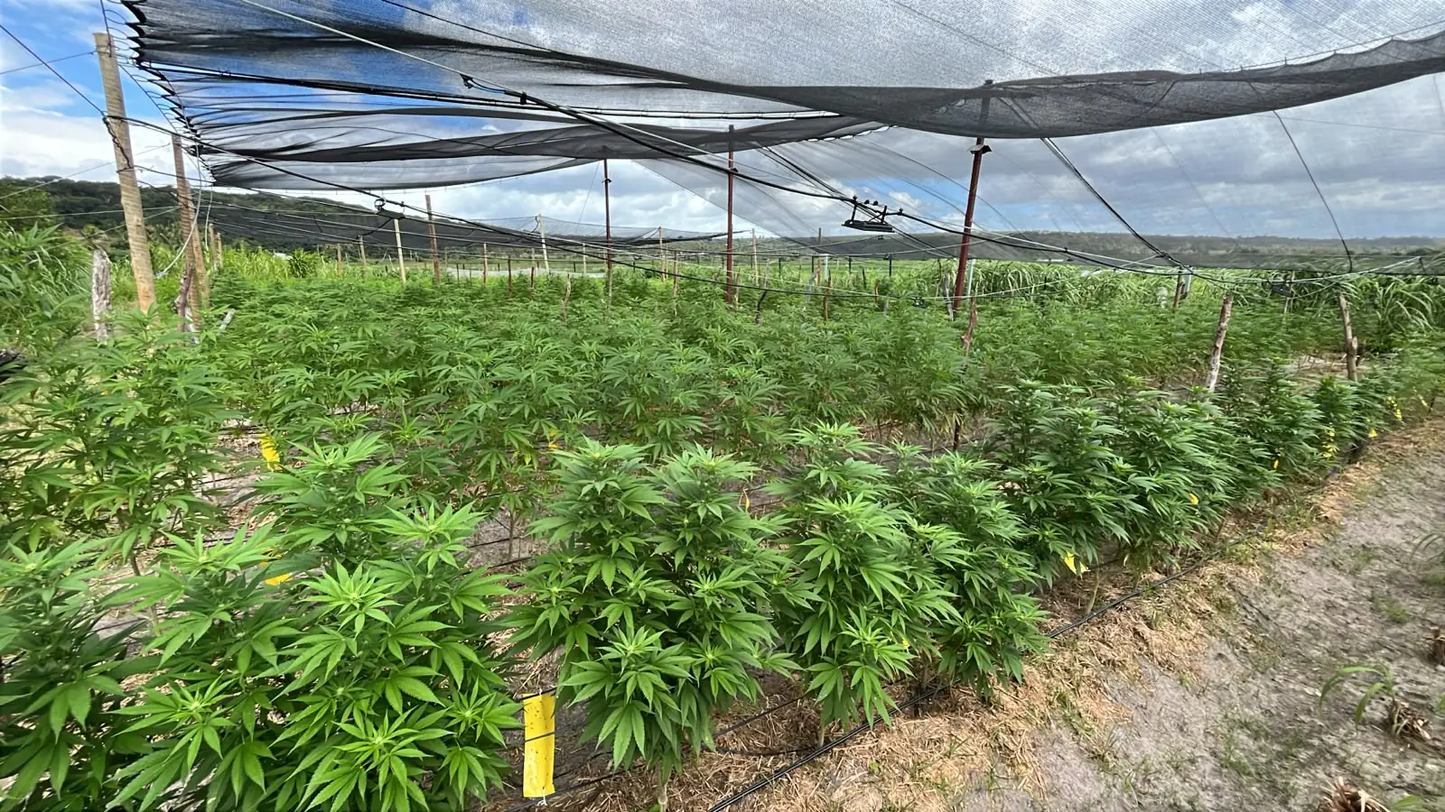 cultivo associativo