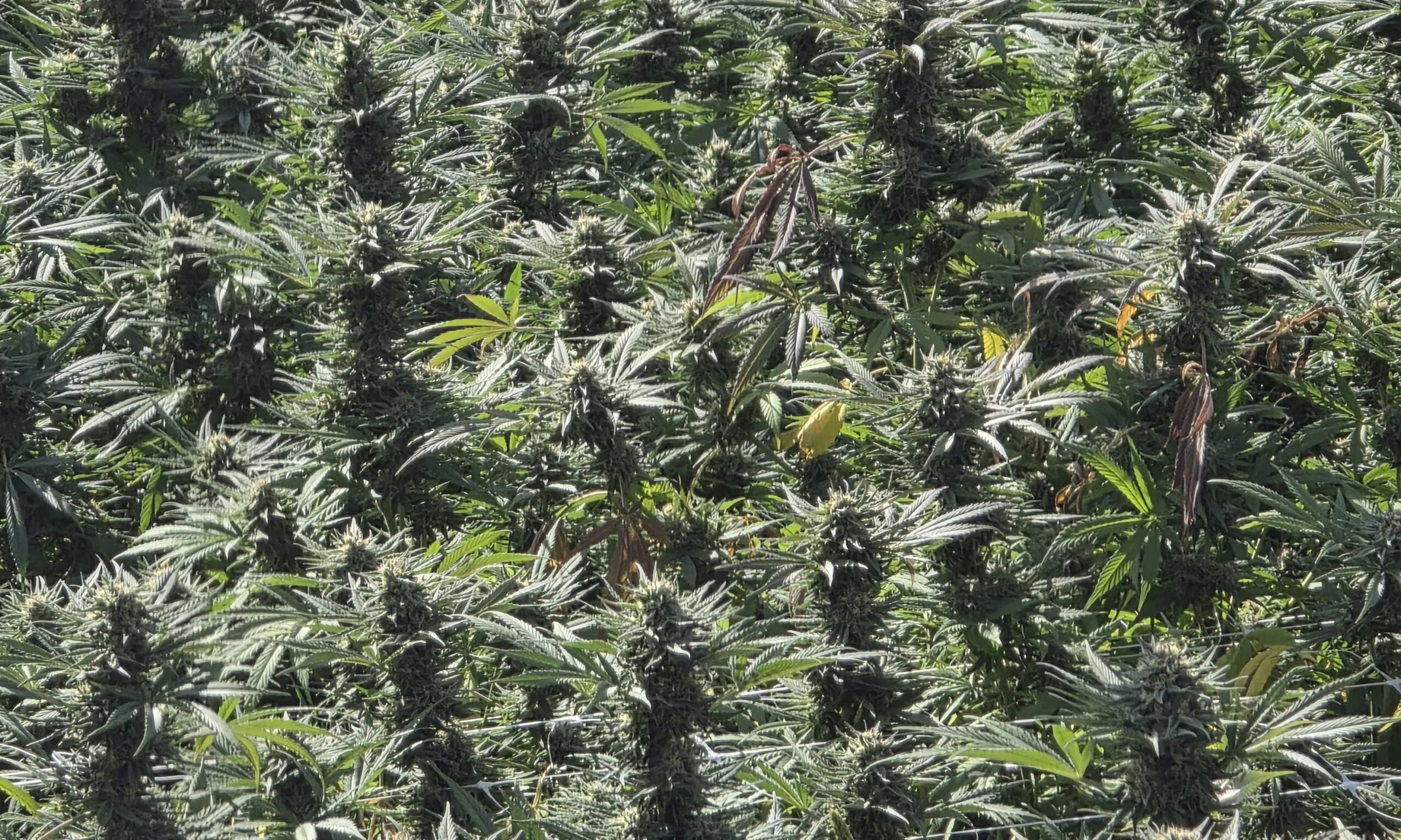 cultivo operação cannabusiness habeas corpus