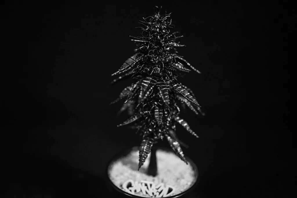 a planta ganja 3d