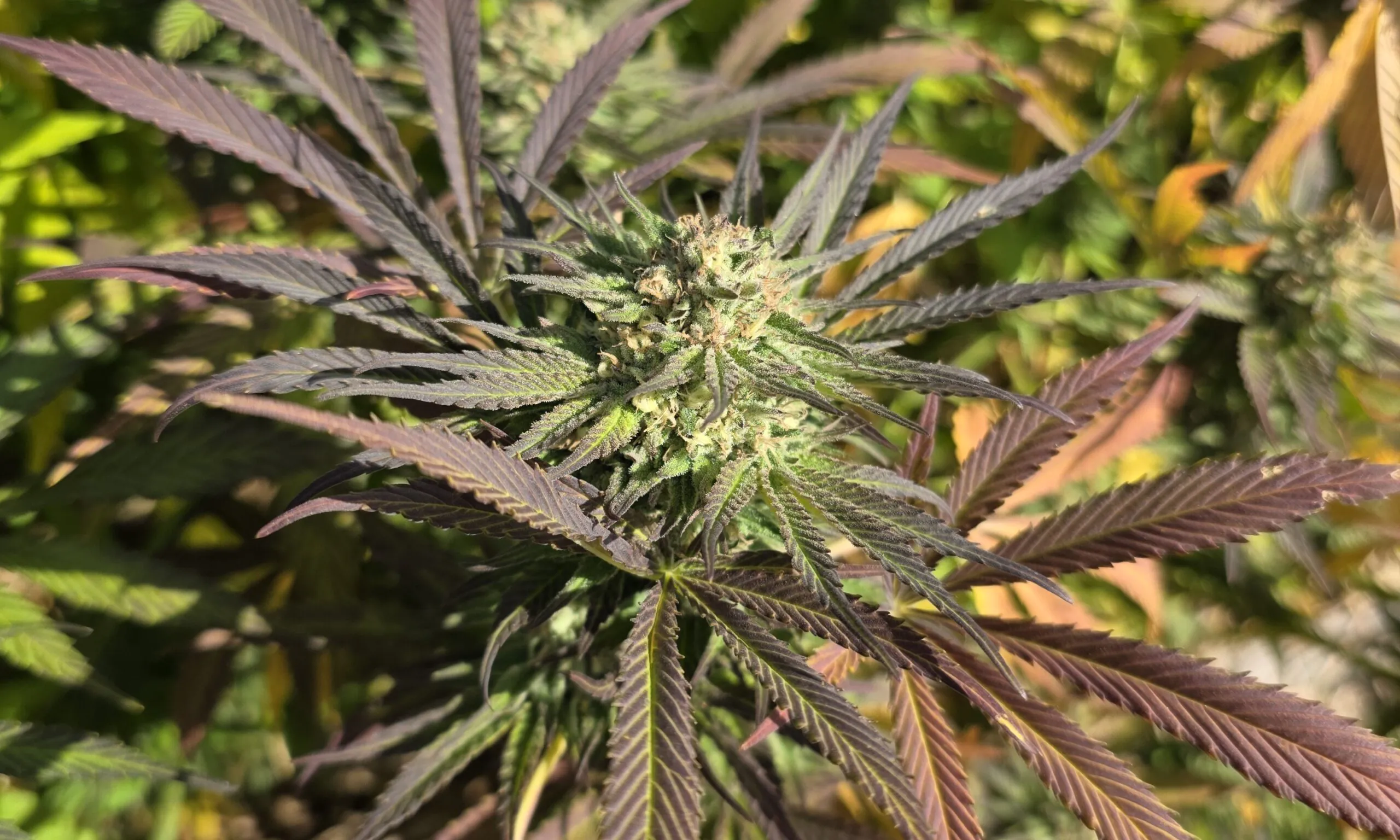 legalização cannabis