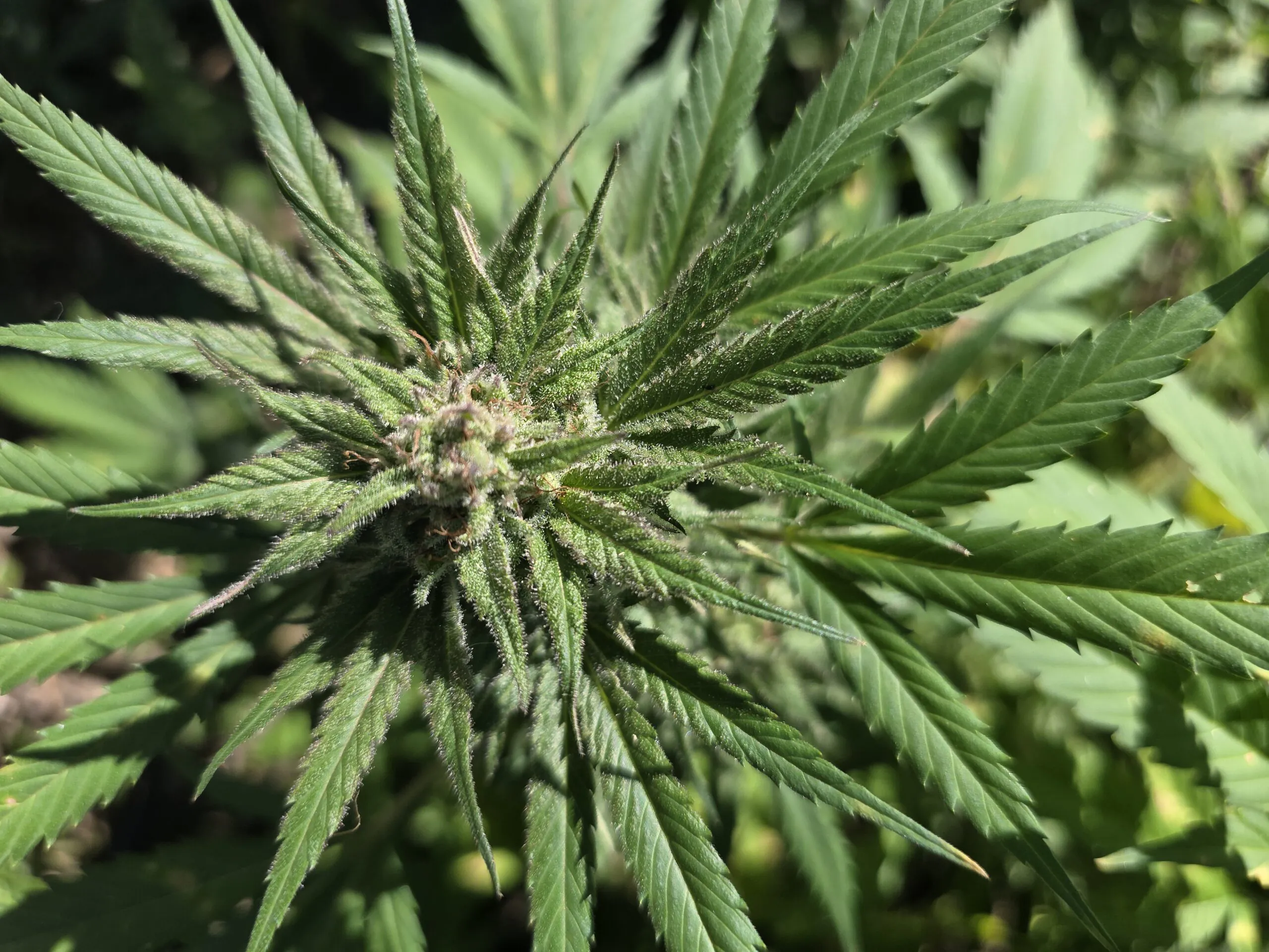 MEI MACONHA REMÉDIO