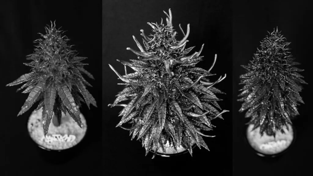 Planta Escultura Série Botânica